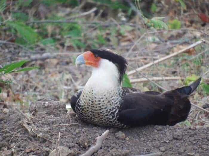 Caracara bird in Costa Rica. Credit: Jaden Gonsalves