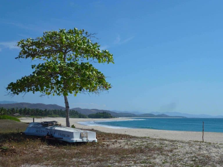 Almond tree at Playa Roca Blanca, el Cacalote, Oaxaca.