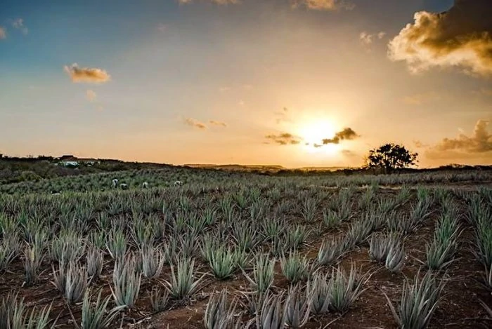 Aloe Vera Farm in Curacao Credit Curaloe.com