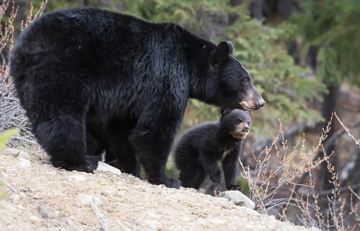 Mother bear and cub in a forest.