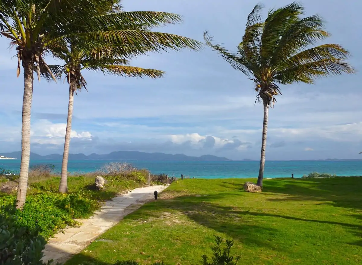 Two palm trees at CuisinArt Golf Resort & Spa.