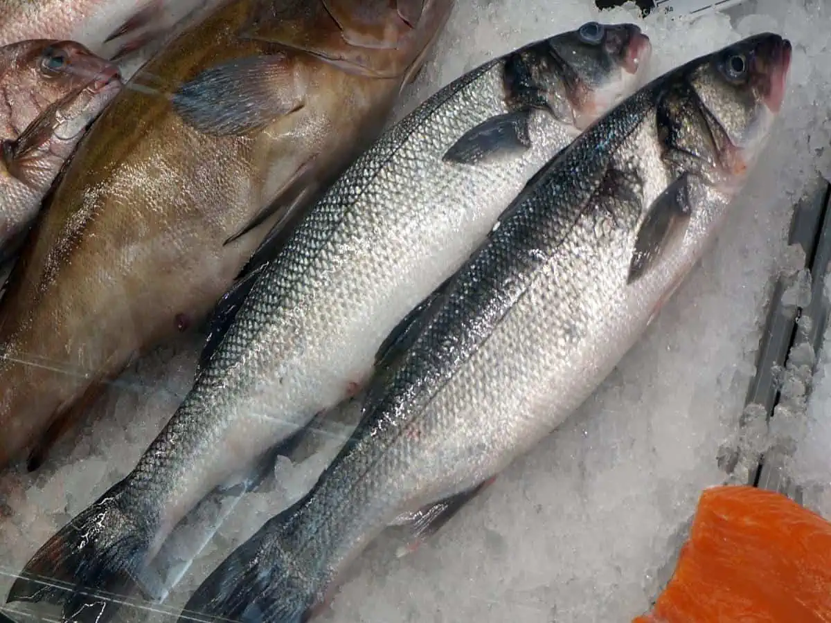 A variety of fish on ice.