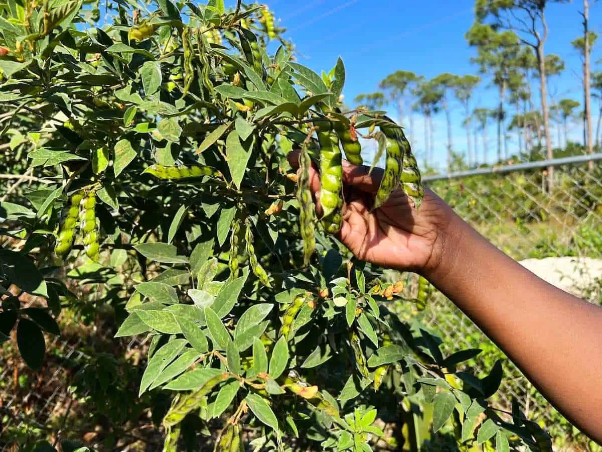 Pigeon peas in the garden with hand.