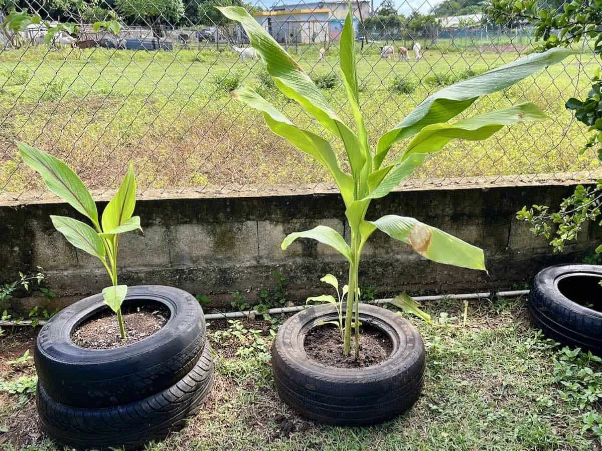 Tires repurposed into planters. 