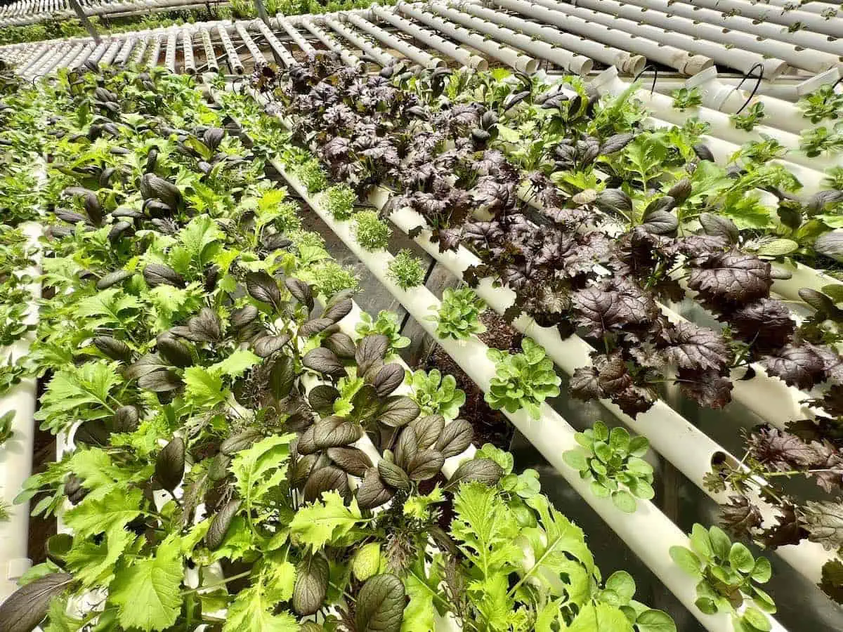 Hydroponic greens at Frutos del Guacabo.